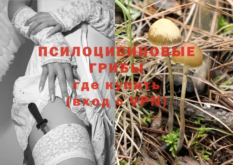 купить наркотики цена  Артёмовский  Галлюциногенные грибы Psilocybe 